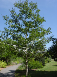 Georgia oak tree in garden